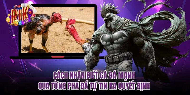 Cách nhận biết gà đá mạnh qua từng pha đá tự tin ra quyết định