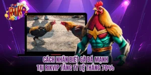 Cách Nhận Biết Gà Đá Mạnh Tại RIKVIP Tăng Tỷ Lệ Thắng 70%