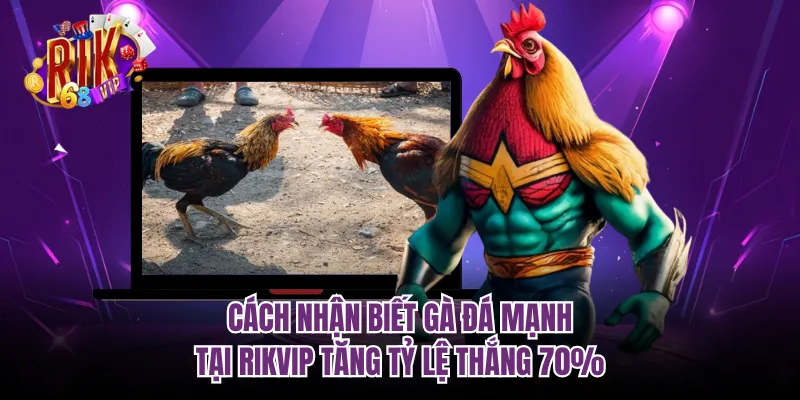 Cách Nhận Biết Gà Đá Mạnh Tại RIKVIP Tăng Tỷ Lệ Thắng 70%