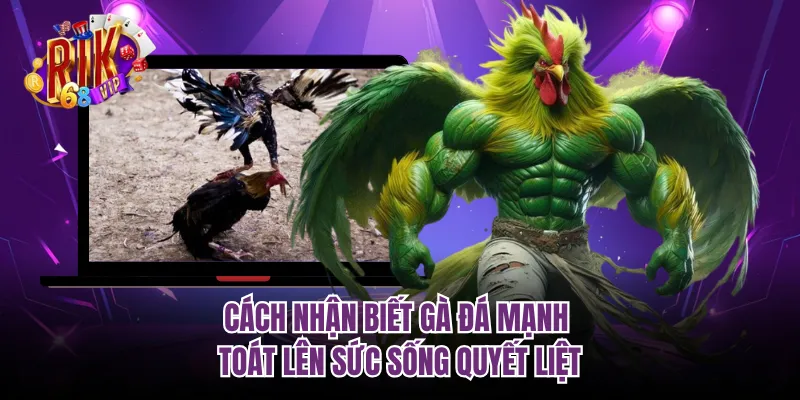 Cách nhận biết gà đá mạnh toát lên sức sống quyết liệt