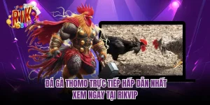 Đá Gà Thomo Trực Tiếp Hấp Dẫn Nhất - Xem Ngay Tại RIKVIP
