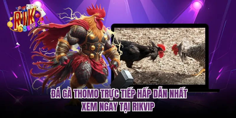 Đá Gà Thomo Trực Tiếp Hấp Dẫn Nhất - Xem Ngay Tại RIKVIP