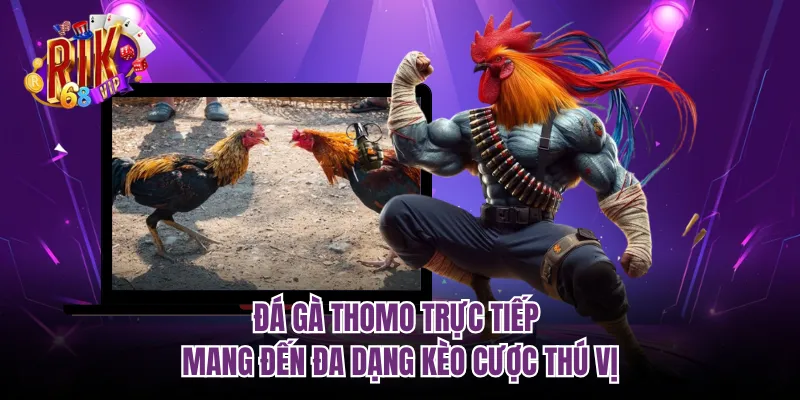 Đá gà thomo trực tiếp mang đến đa dạng kèo cược thú vị