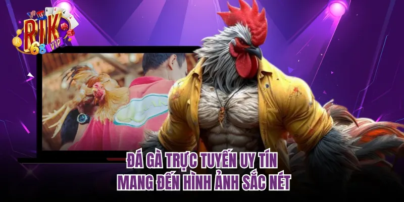 Đá gà trực tuyến uy tín mang đến hình ảnh sắc nét