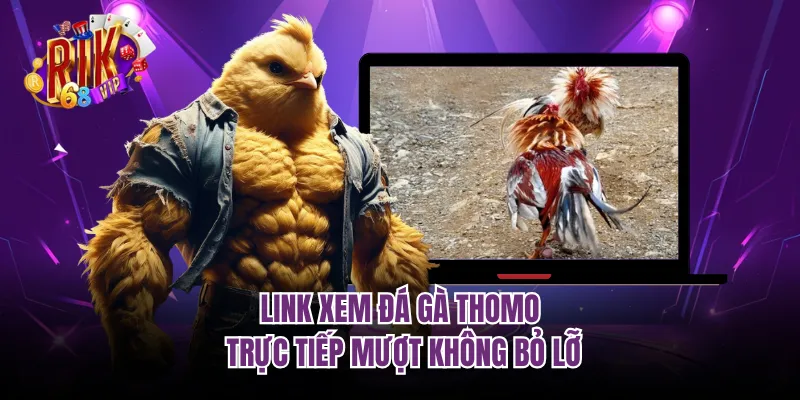 Link xem đá gà thomo trực tiếp mượt không bỏ lỡ