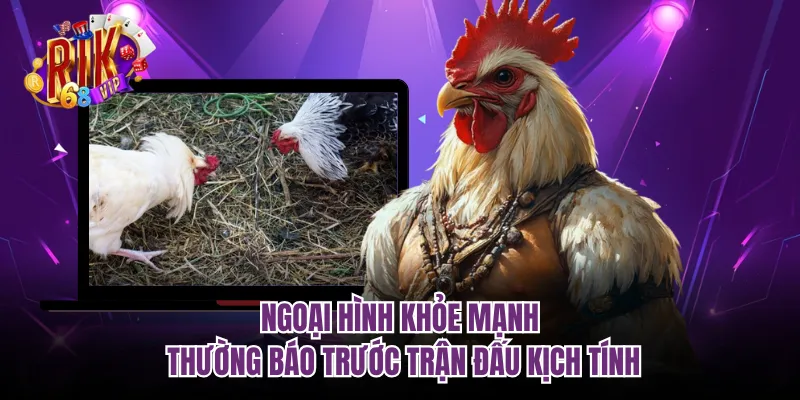 Ngoại hình khỏe mạnh thường báo trước trận đấu kịch tính
